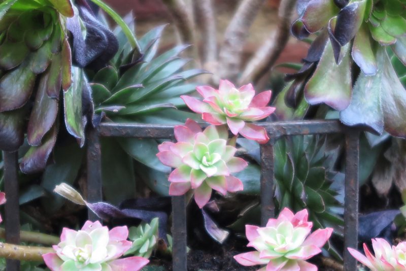 Succulents in a hayrack planter have survived for two winters, protected by an old brick chimney breast in Abbey Street