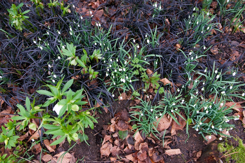 snowdrops, ophiopogon planiscapus 'Nigrescens', Copton Ash, gardening, Faversham, Tim Ingram, galanthus