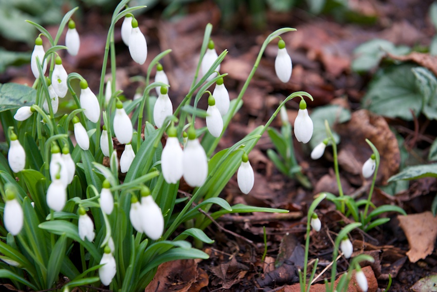 snowdrops, Copton Ash, gardening, Faversham, Tim Ingram, galanthus