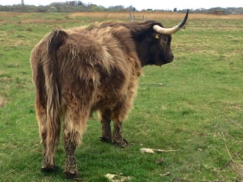 Handsome longhorn cattle
