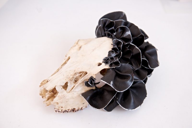 Kate Linforth: Wax fungus on a found sheep's skull