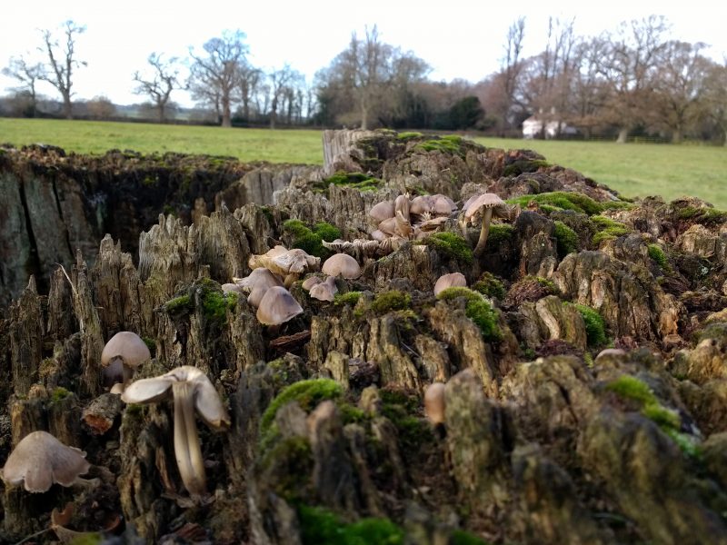 A winter walk around Faversham. . . . and home to fungus and moss