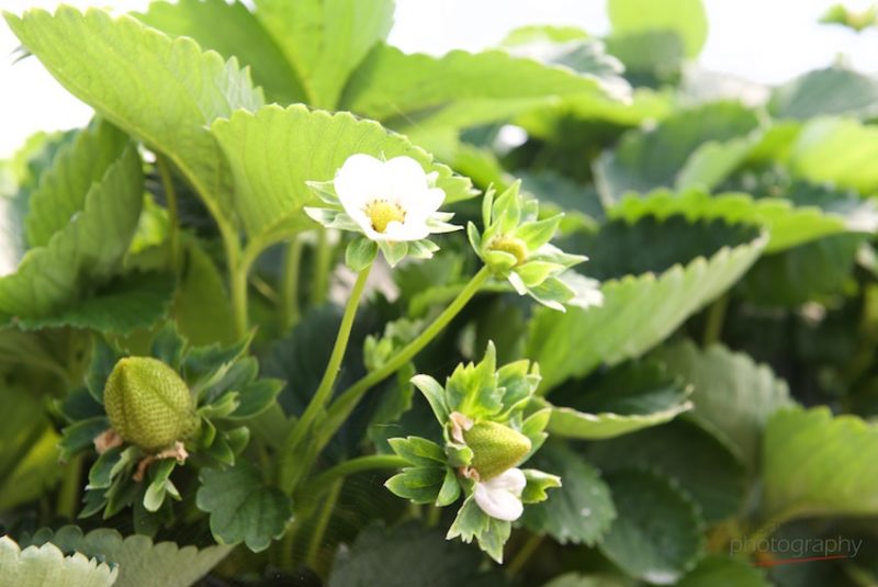 Newlands Farm strawberries