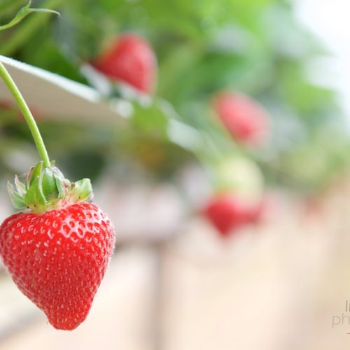 Newlands Farm strawberries