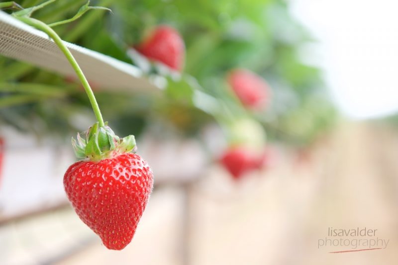 Newlands Farm strawberries
