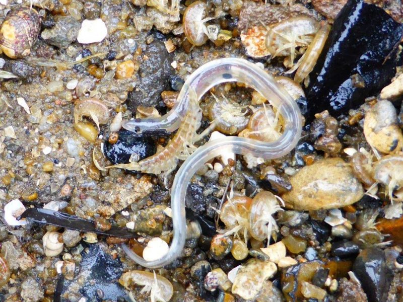 The glass eel, transparent but for the pigment in its eyes