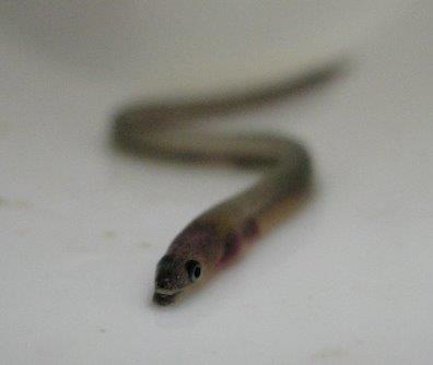 The elver, a young eel