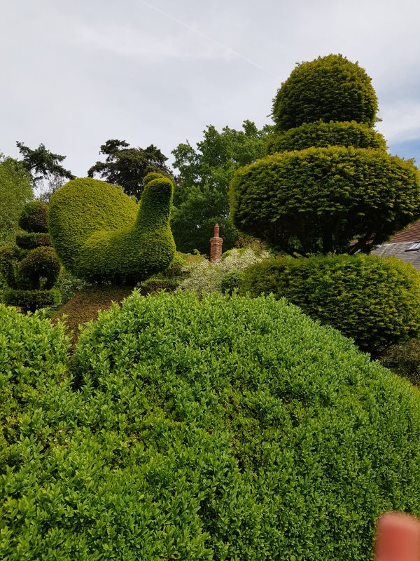 Topiary in the Molesworth's garden