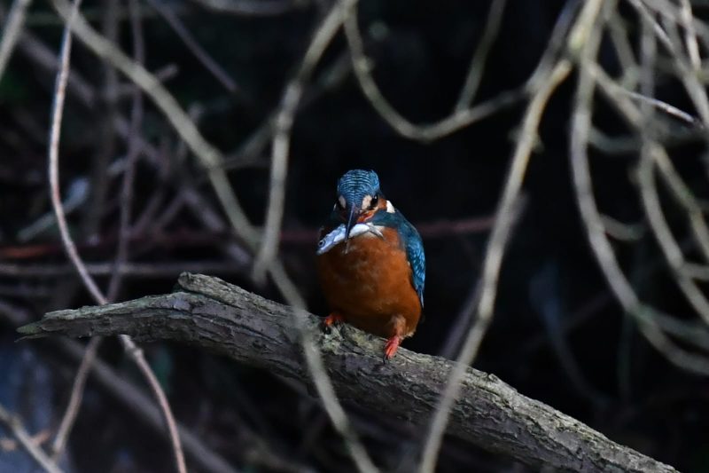 The famous kingfisher catches a fish in the Westbrook. Photo: Jacob McCormack