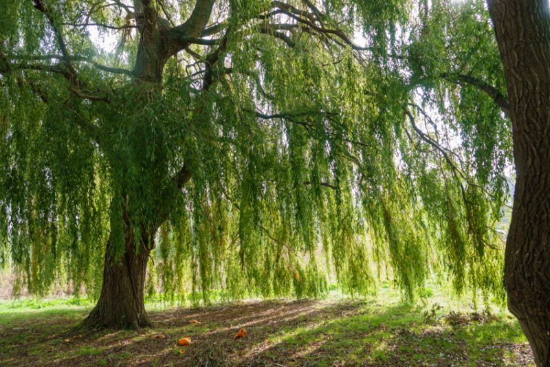 The vast elegant willows at The Brents