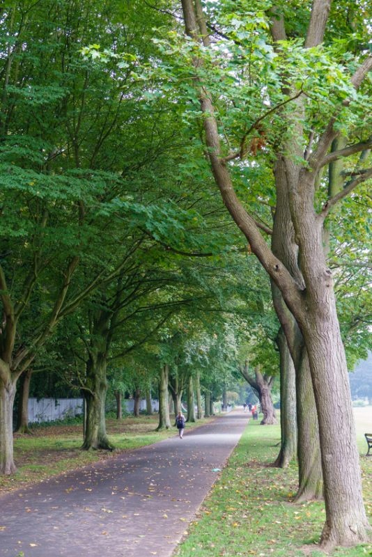 Trees in Faversham Recreation Ground