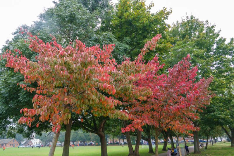Stunning autumn colour in The Rec