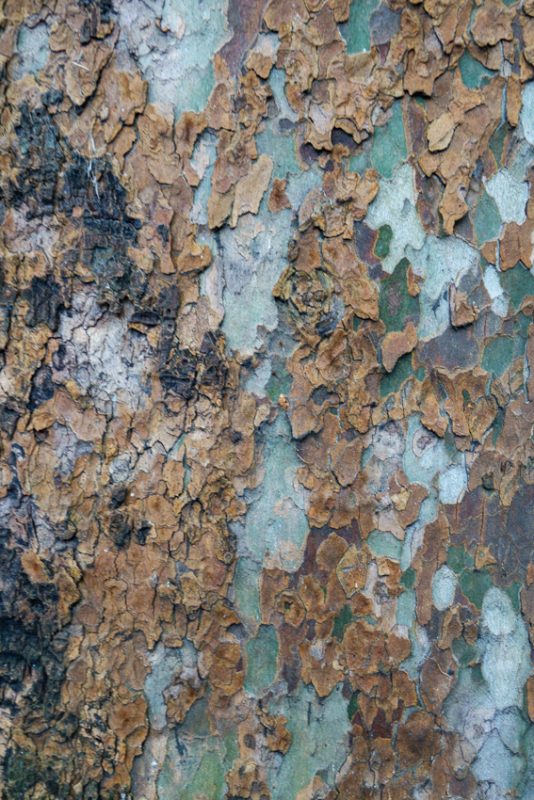 The extraordinary shedding bark of a Mall plane tree