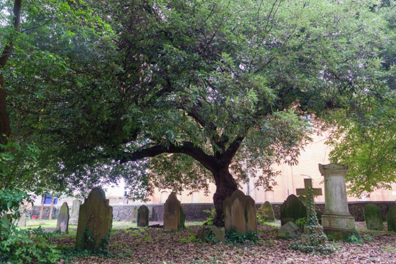 The holm oak in St Mary of Charity churchyard