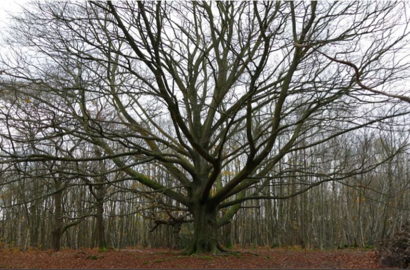 This magnificent beech is one of the highlights of the path through Blean Woods