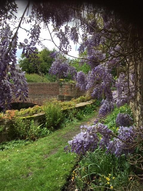 An ancient wisteria in full bloom. Just one of the many delights of the Franciscan gardens