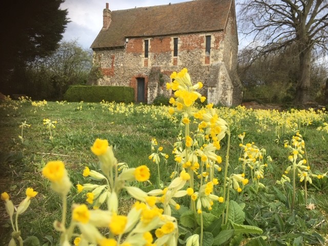 A sea of cowslips