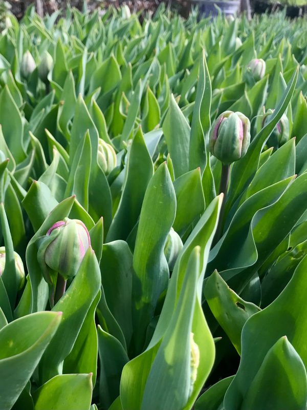 A mass of tulips