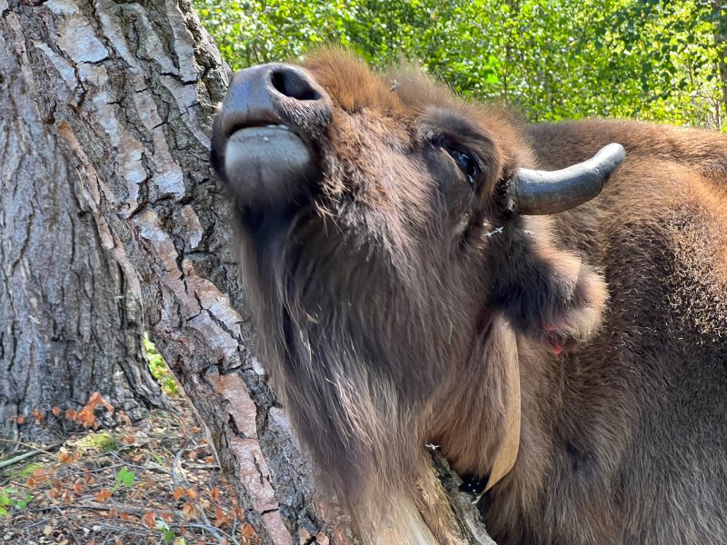 A European Bison having a good old scratch
