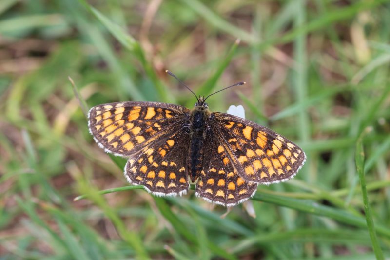 Heath Fritillary Butterfly
