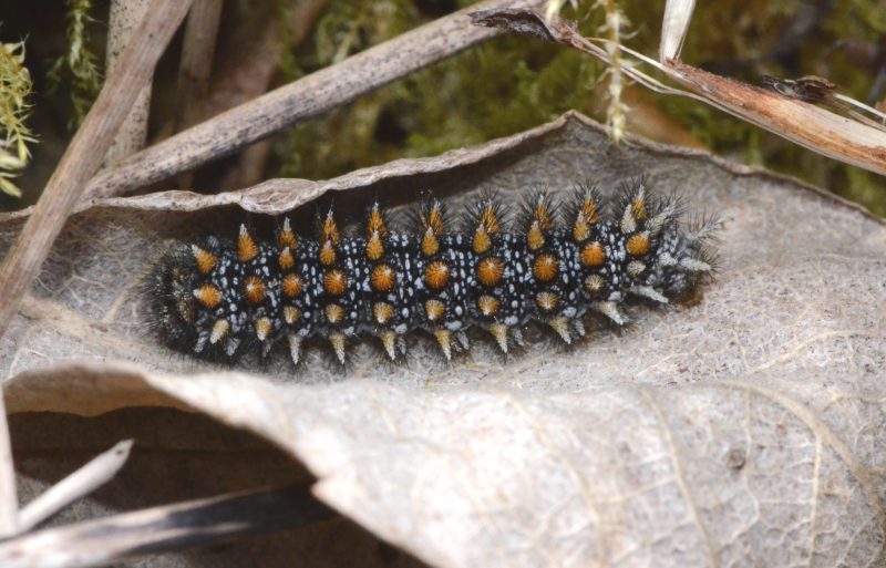 Heath Fritillary Larva