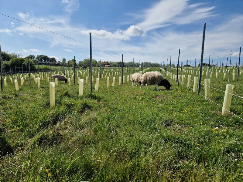 A flock of Dorf sheep grazing in the regenerative vineyard
