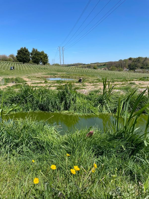 One of the wetland waste management system ponds