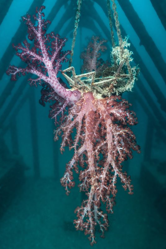 A hanging basket with coral hanging two metres long. Corals sting to the touch, the surface made of tiny glass-like fibres