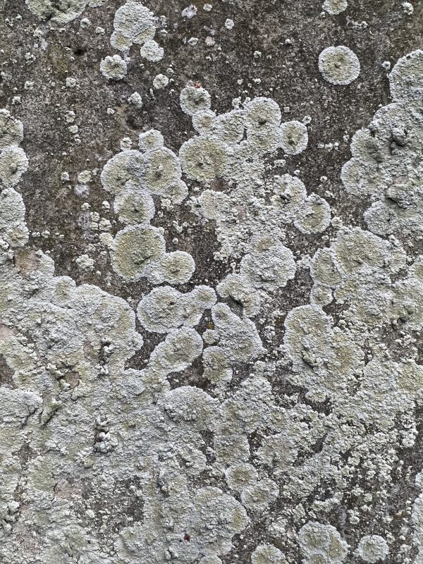 Grey and white crustose lichen