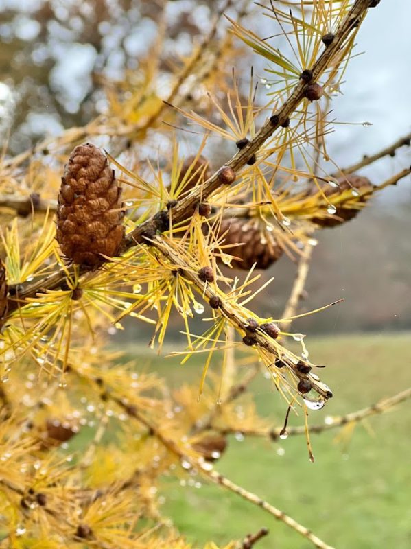 It was a damp start but we were cheered by the beauty of these raindrops on deciduous larch in Doddington Park