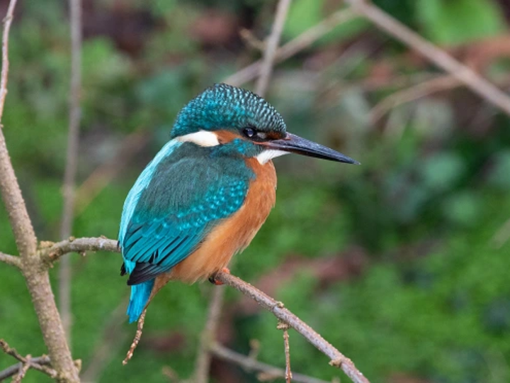 A Kingfisher, another of the iconic species characteristic of this area