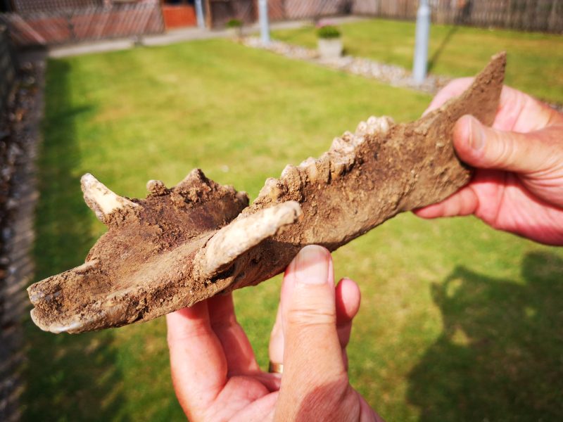 Part of a wild boar's jaw bone from the Market Inn excavation, Faversham