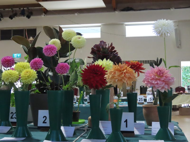 Competing dahlias in the Autumn Show
