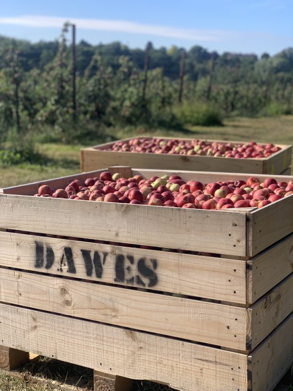 Trays of the renowned Mount Ephraim cherries