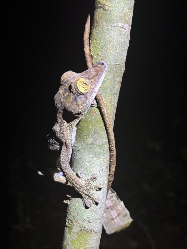 Leaf-tailed gecko in Masoala National Park, Madagascar