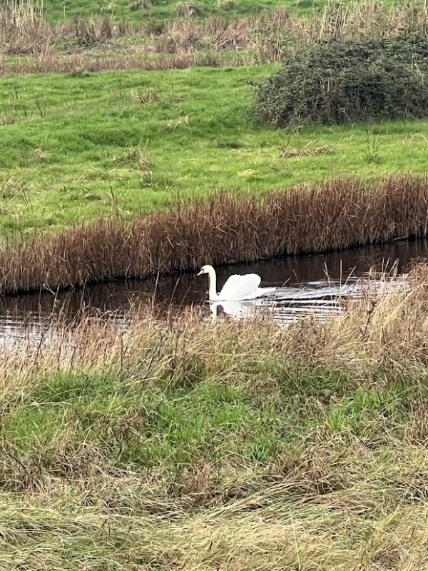 A sole swan