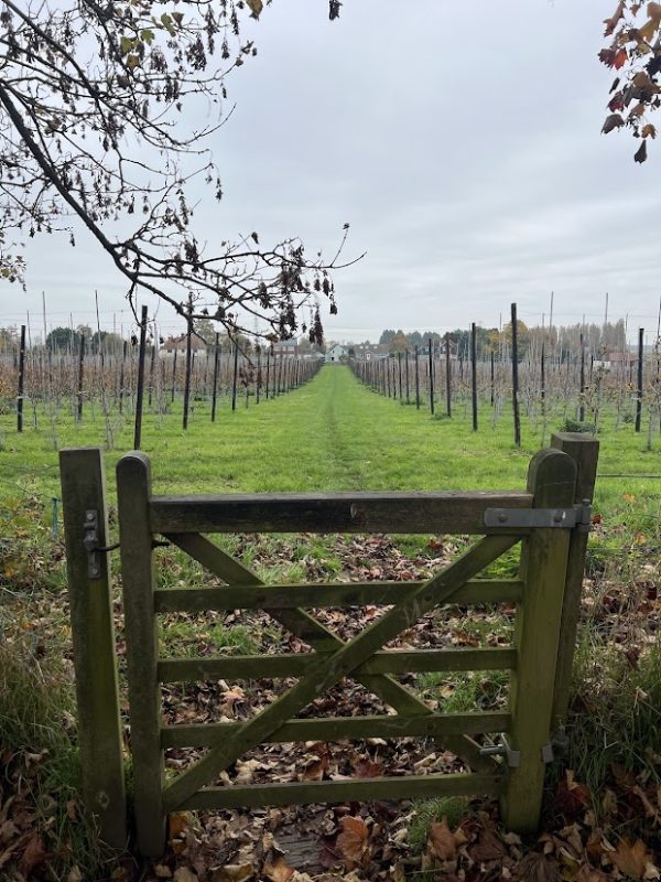 A typical Kentish orchard