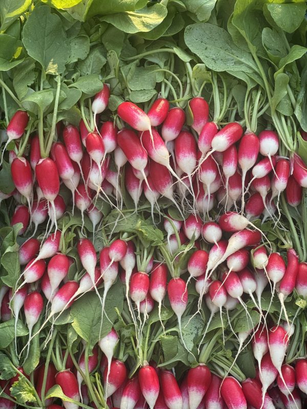 Freshly picked radishes off to market