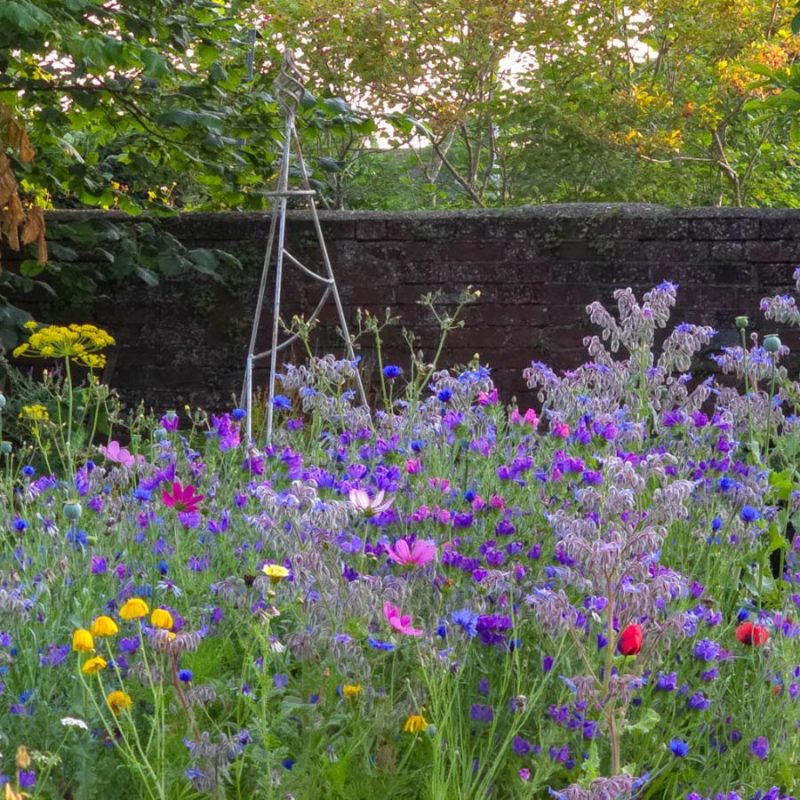 Wild flowers in The Mall
