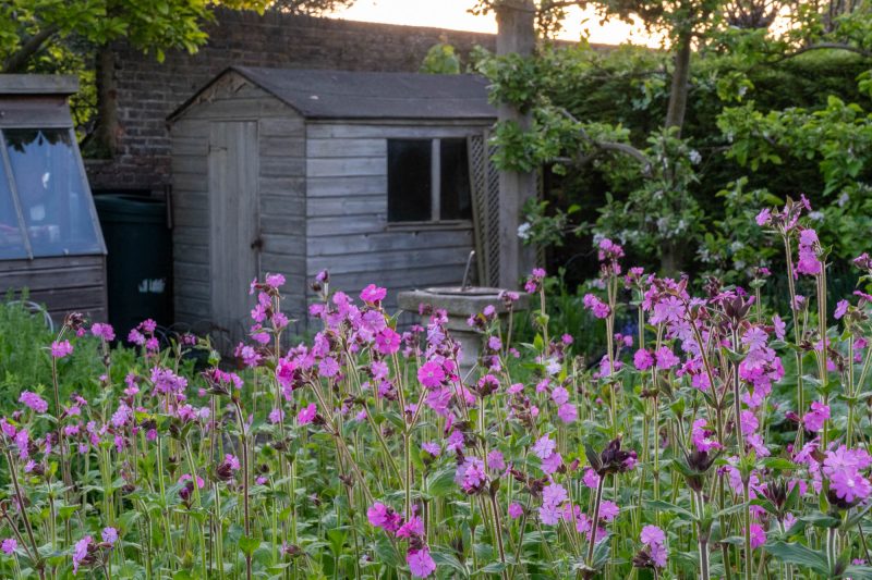 Shed and a profusion of red campion