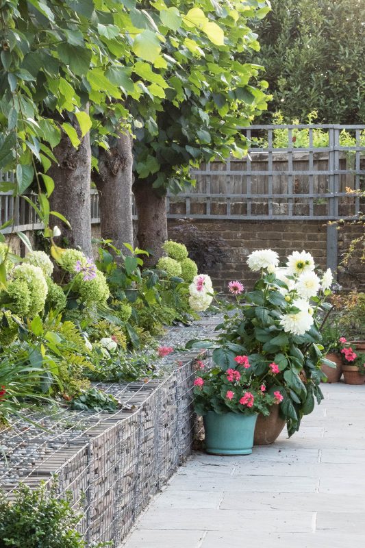 Gabions and pollarded lime trees