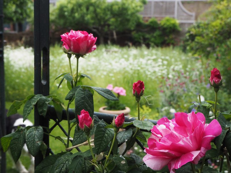 Roses against the backdrop of meadow planting in Abbey St