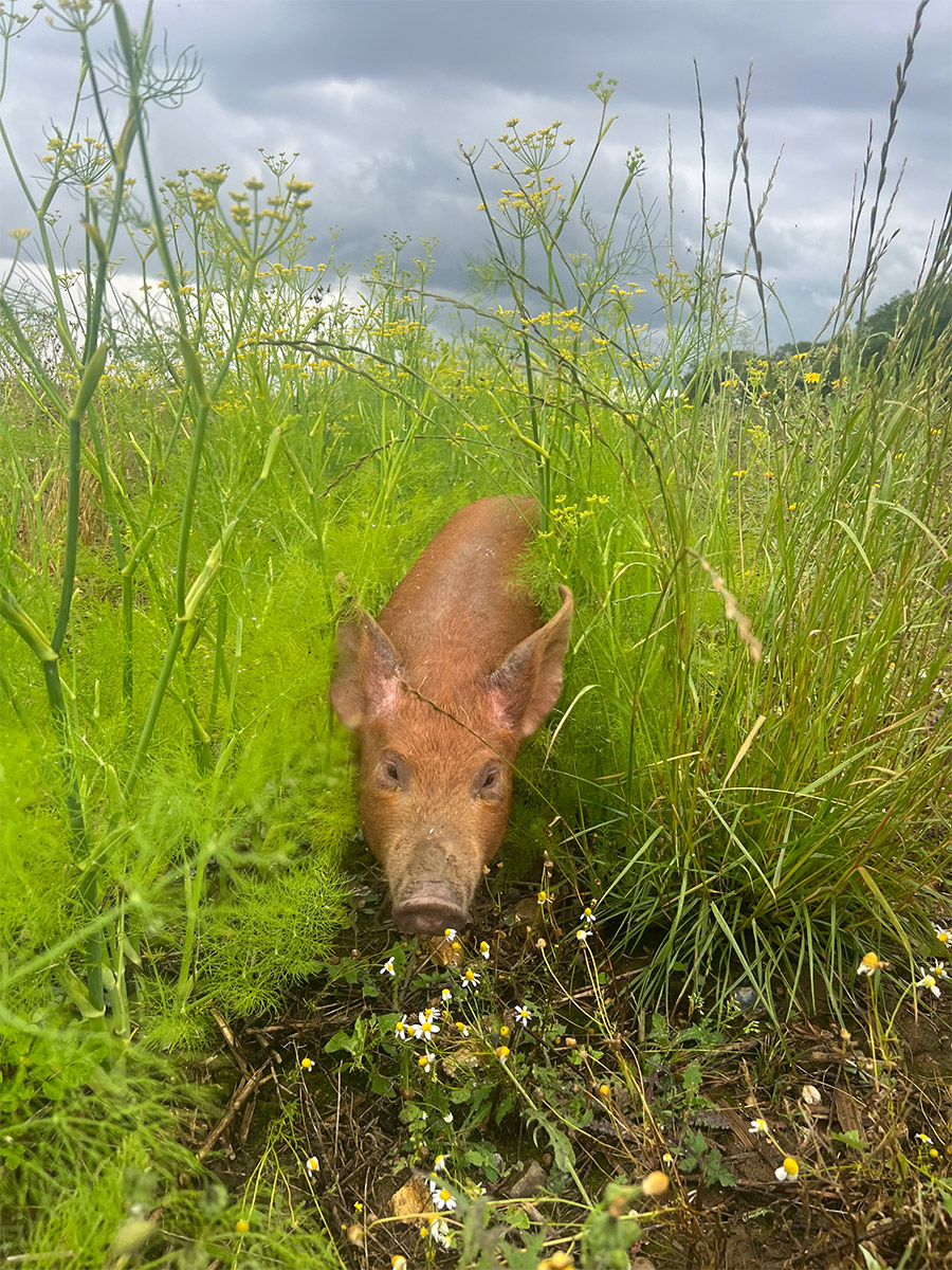 A happy Tamworth pig enjoying the wild fennel at The Goods Shed Farm