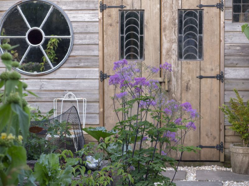 Shed and thalictrum 'Black Stockings' in Newton Rd