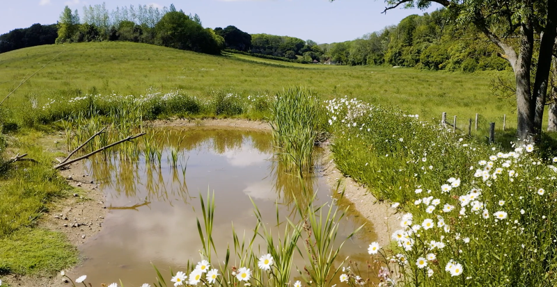 One of the six new ponds that have been created to encourage wildlife