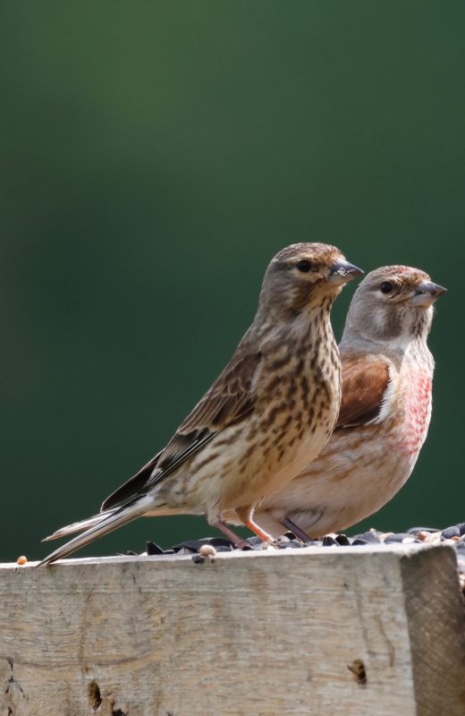 A pair of linnets, male and female