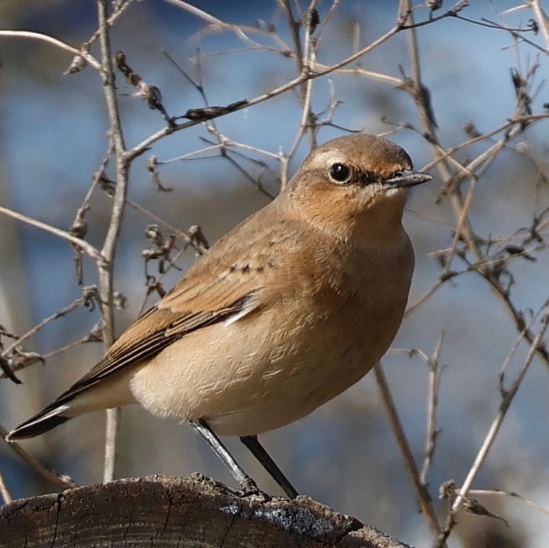 A wheatear