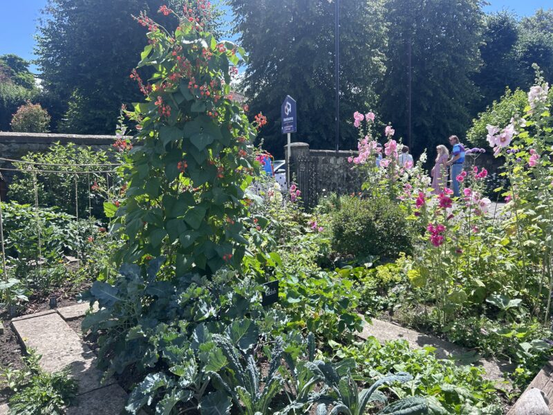 Garden 13: The front garden of Guncotton Cottage is laid out to a wildlife friendly cottage garden