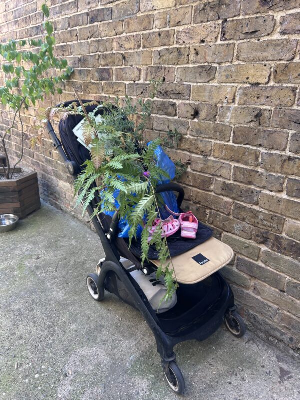 Shoes abandoned in the sunshine and a beautiful fern from the Garden Market