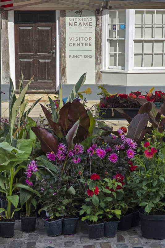 Faversham Open Gardens and Garden Market Day, for the National Garden Scheme, sponsored by Shepherd Neame